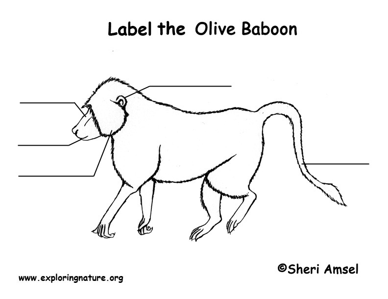 Baboon Labeling Page