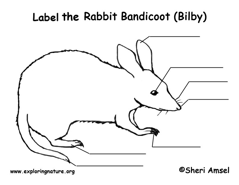 Bandicoot  Labeling Page