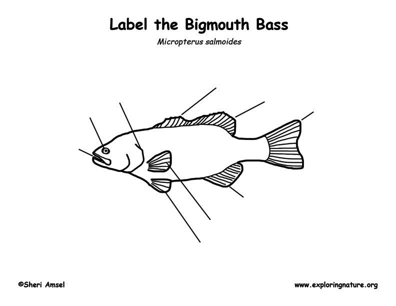 Bigmouth Bass Labeling Page