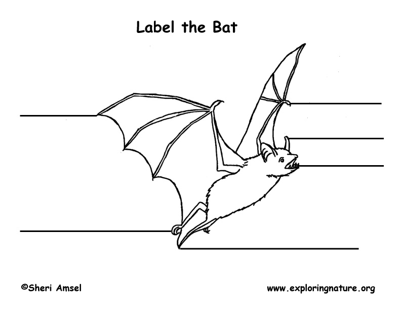 Bat Labeling Page