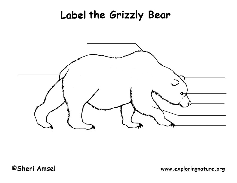 bear body drawing