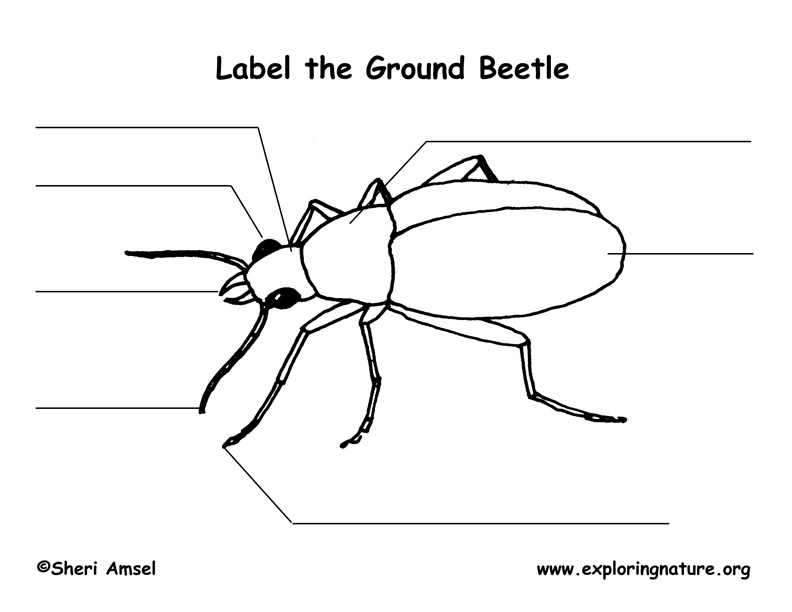 Beetle Labeling Page