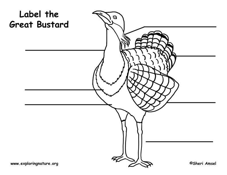 Bustard (Great) Labeling Page
