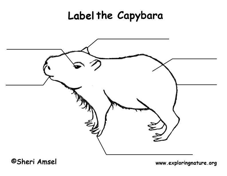 Capybara  Labeling Page