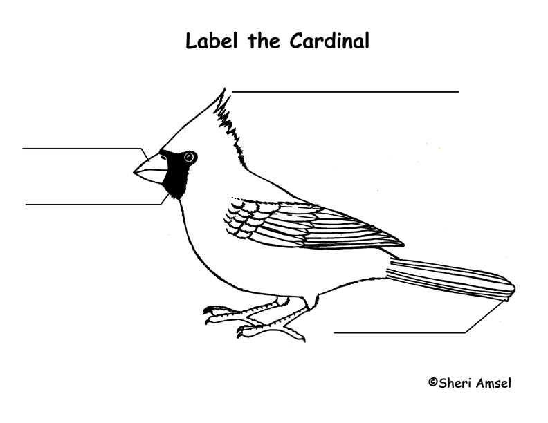 Cardinal Labeling Page