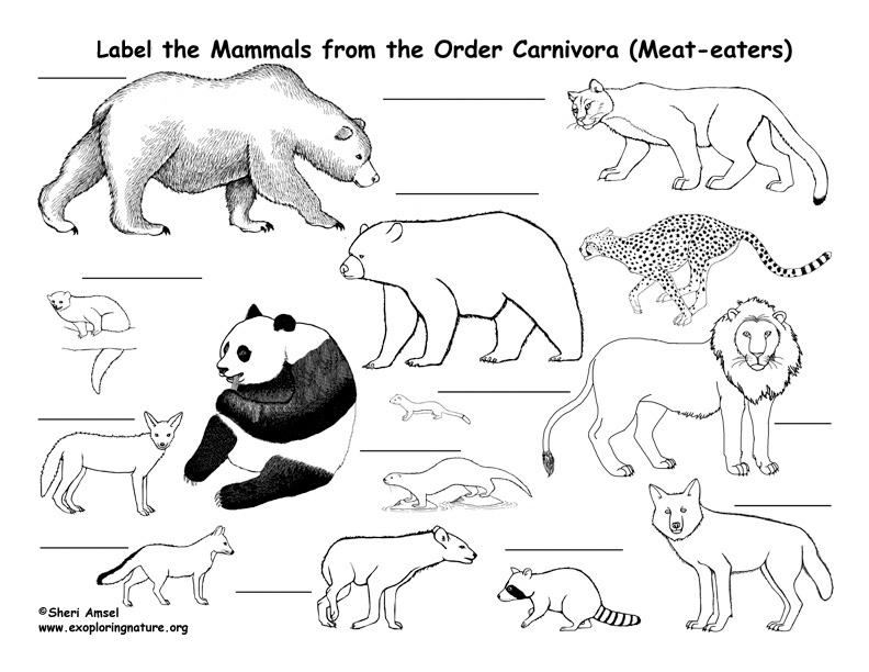 Carnivore Labeling Activity