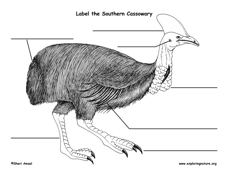 Cassowary Labeling Page
