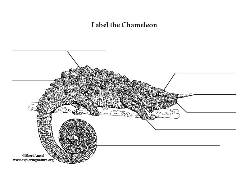 Chameleon Labeling Page