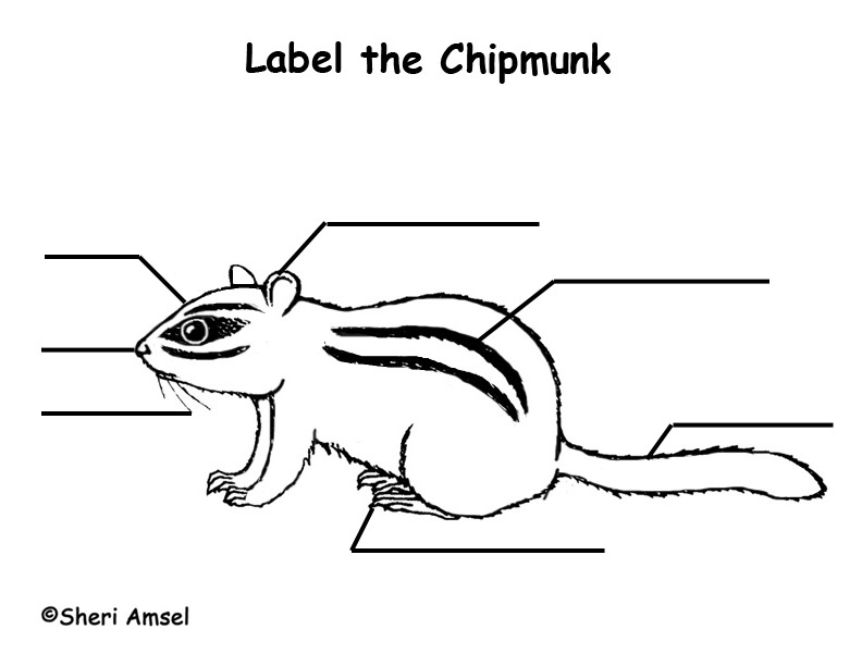 Chipmunk  Labeling Page