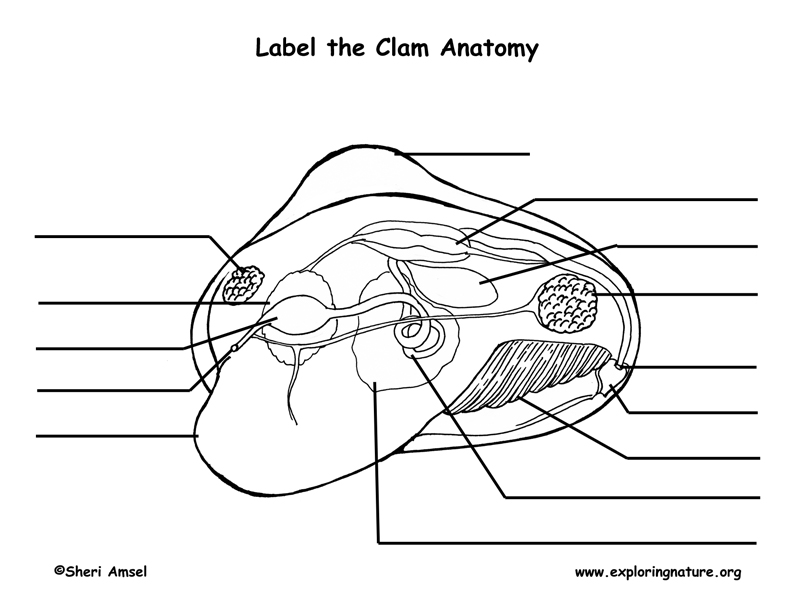 Clam Anatomy Labeling Page