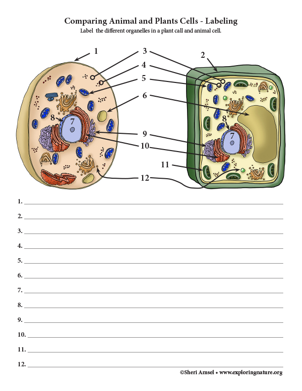 comparing-animal-and-plants-cells-labeling