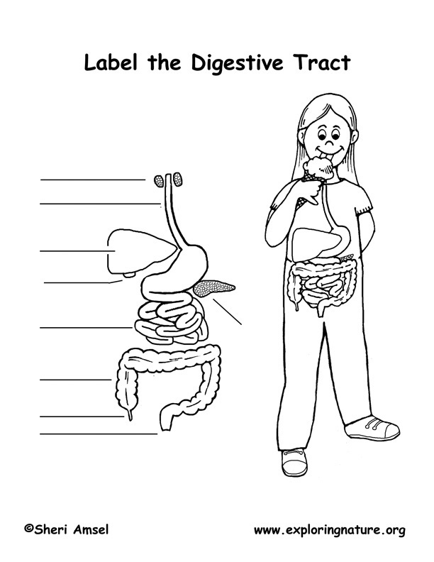 Digestive Tract Labeling Page (Elementary)