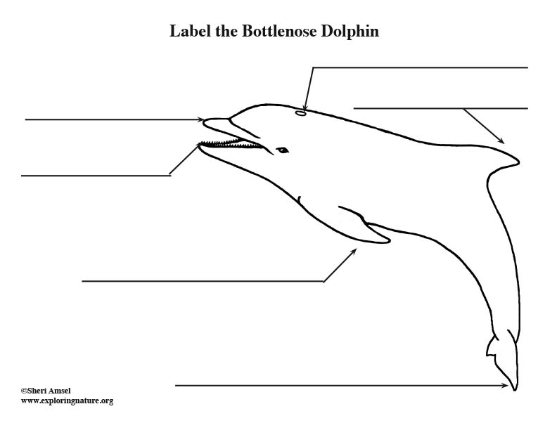 [DIAGRAM] Bottlenose Dolphin Diagram - MYDIAGRAM.ONLINE
