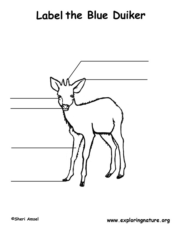 Duiker Labeling Page