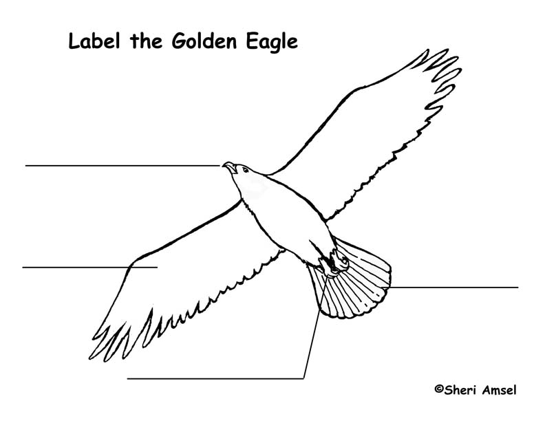 Eagle (Golden) Labeling Page