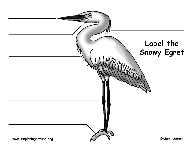 Egret (Snowy) Labeling Page
