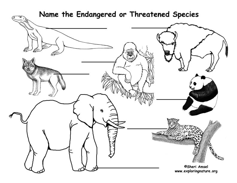 Endangered Species Labeling Pages Endangered Species Labeling Pages