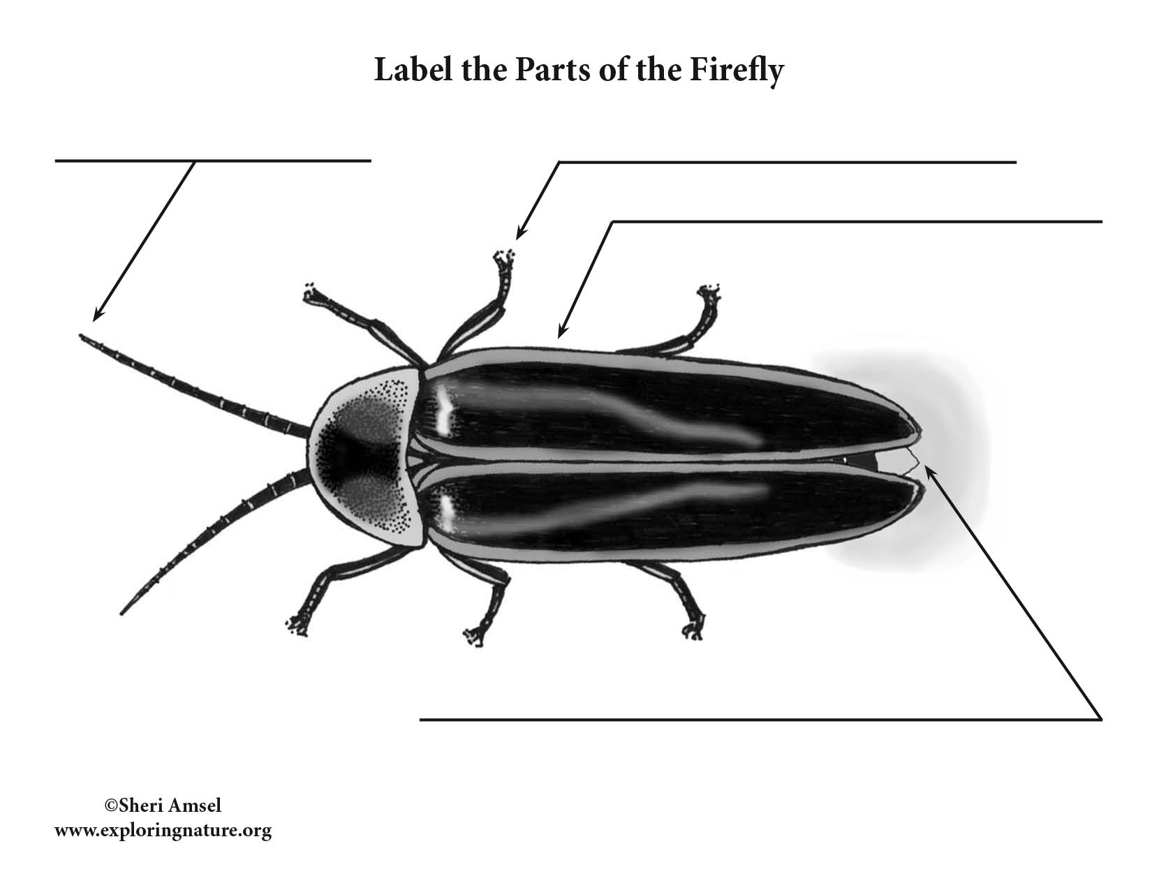 firefly body diagram