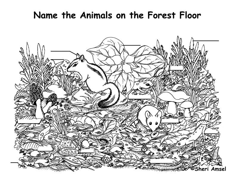Forest Floor Animals Labeling