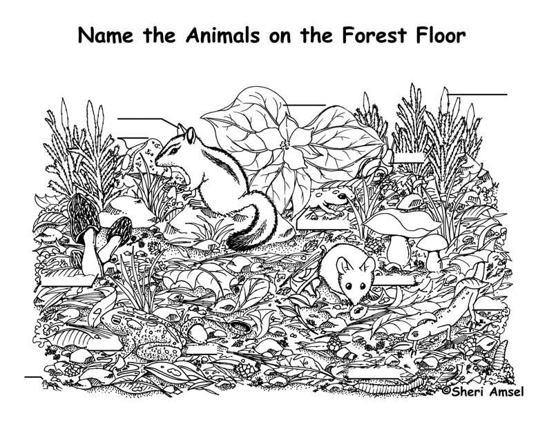 Forest Floor Animals Labeling Forest Floor Animals Labeling