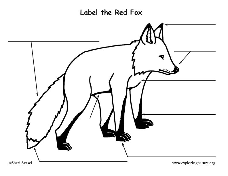 [DIAGRAM] Red Fox Organ Diagram - WIRINGSCHEMA.COM