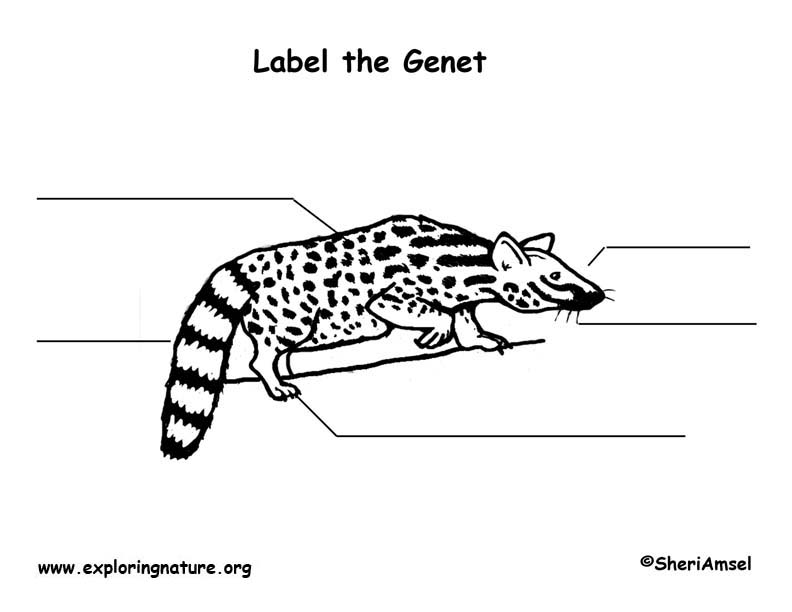 Genet  Labeling Page