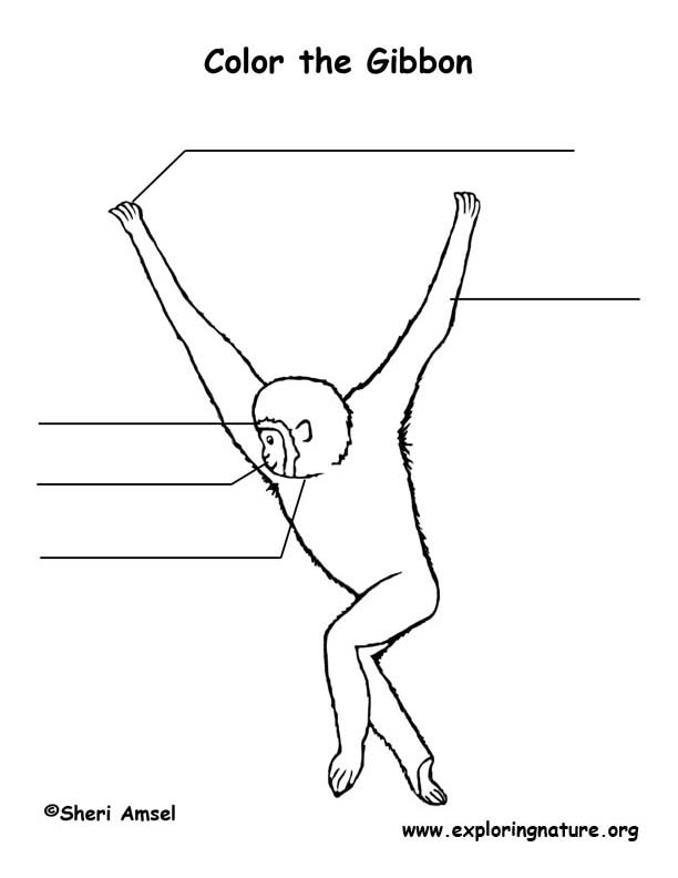 Gibbon  Labeling Page