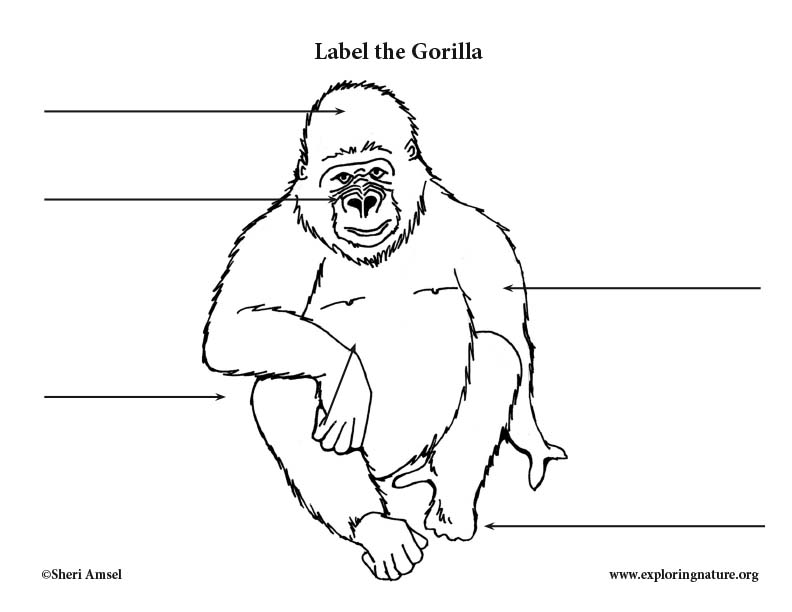 Gorilla Labeling Page
