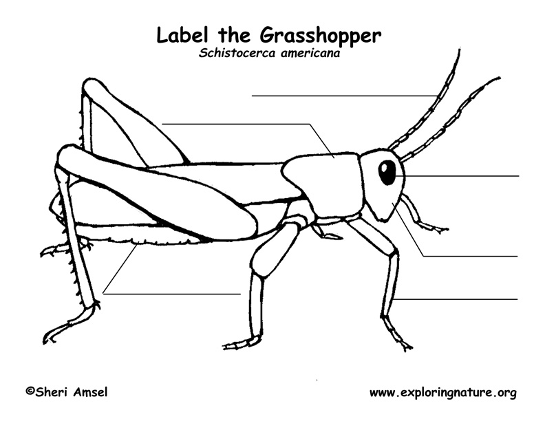 diagram of a grasshopper with label grasshopper labeling page diagram of a grasshopper with label grasshopper labeling page
