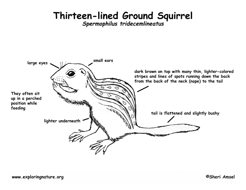 Squirrel hunting dog training Squirrel hunting dog training