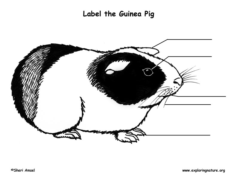 Guinea Pig Labeling Page