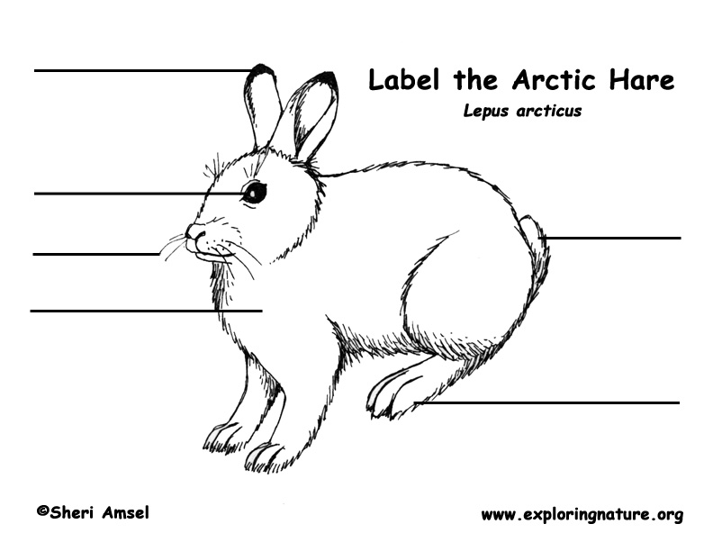 Download Hare (Arctic) Labeling Page