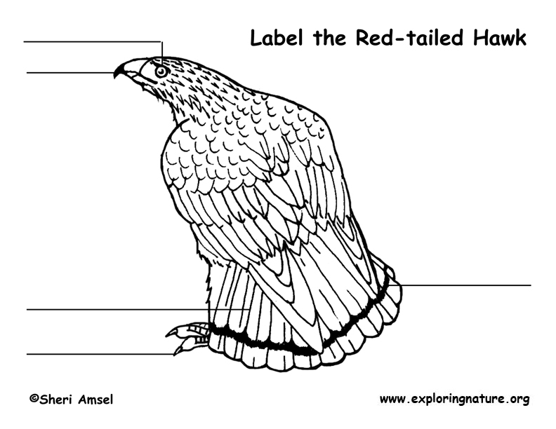 Hawk (Red-tail) Labeling Page