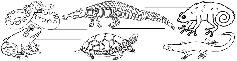Monitor Lizard Anatomy In 2019 Anatomy Reference Online