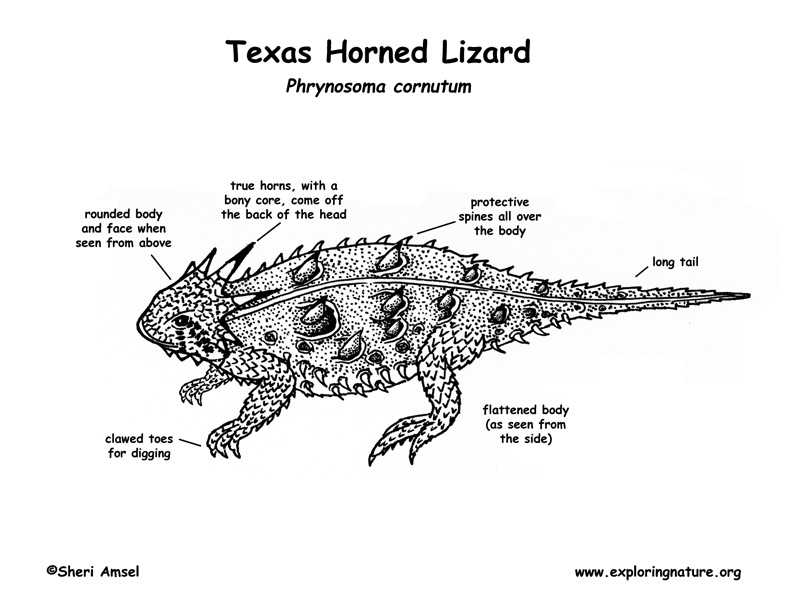 Lizard (Texas Horned ) - Also called Horned Toad Labeling Page