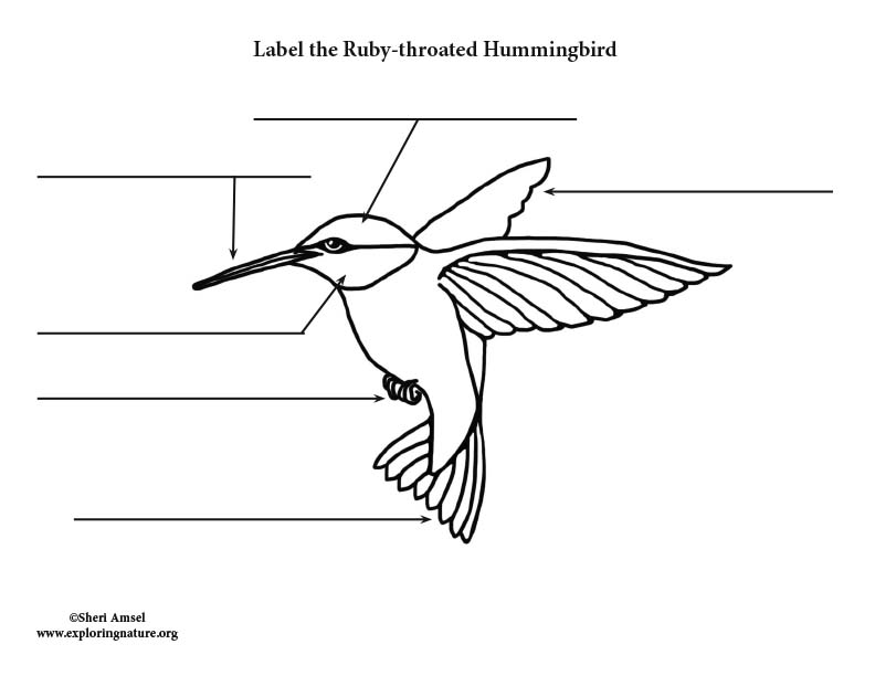 Hummingbird Labeling Page
