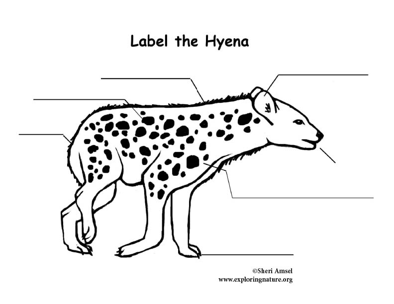 Hyena  Labeling Page
