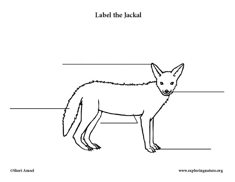Jackal Labeling Page