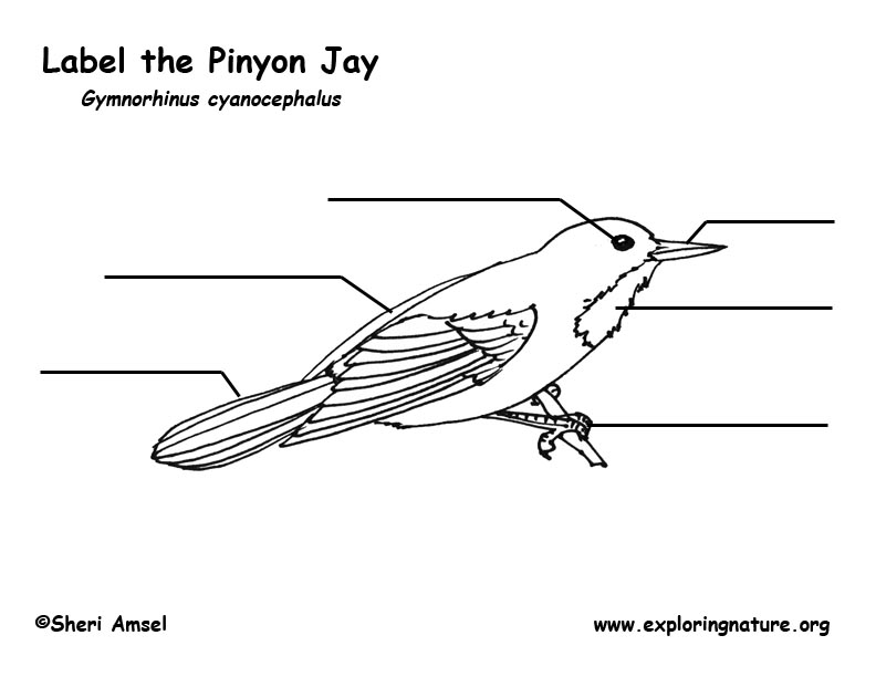 Jay (Pinyon) Labeling Page