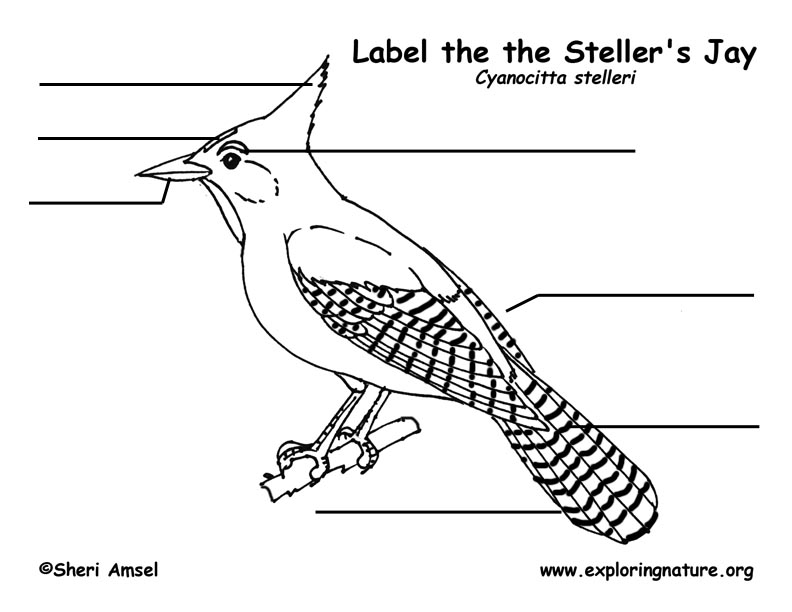 Jay (Stellar) Labeling Page