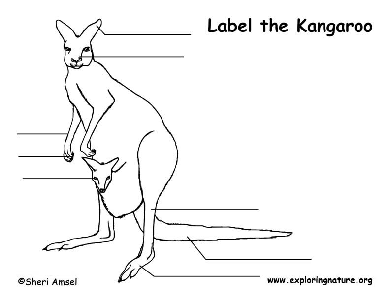 Kangaroo Labeling Page