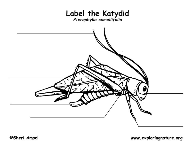 Katydid Labeling Page