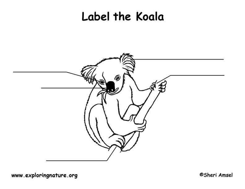 Koala  Labeling Page