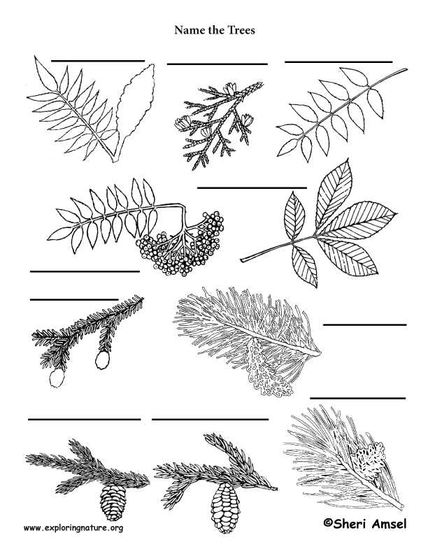 Tree Labeling Page
