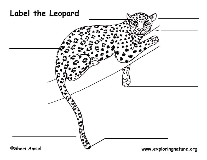 Leopard Labeling Page