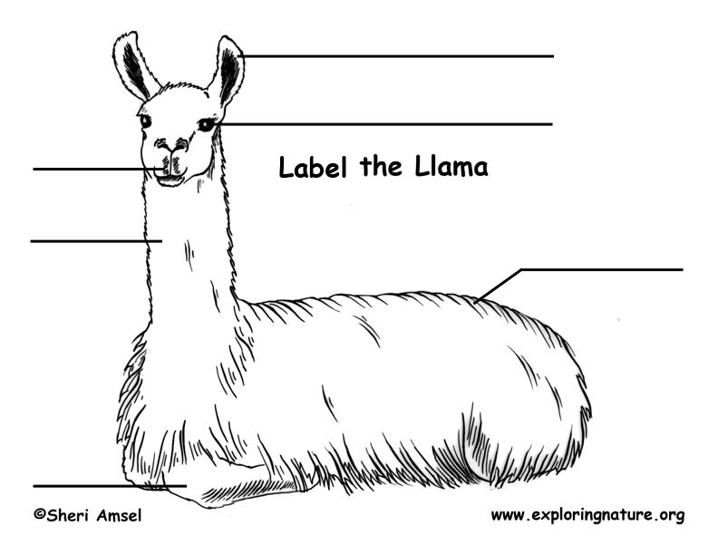 Llama Labeling Page