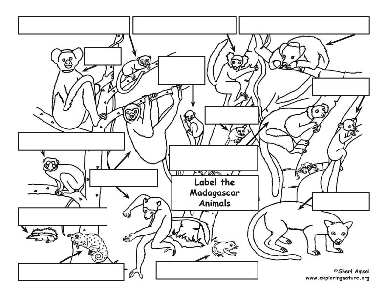 Madagascar Animals Labeling Page