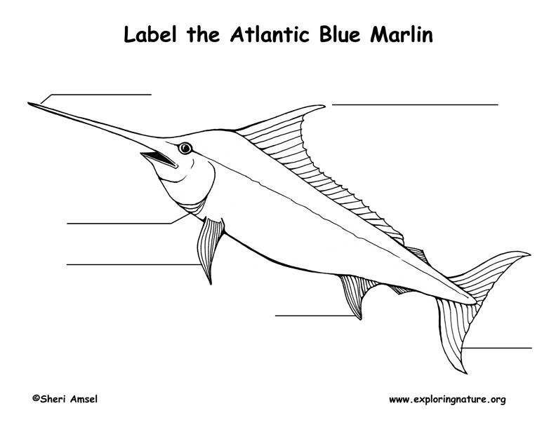 Marlin (Atlantic Blue)