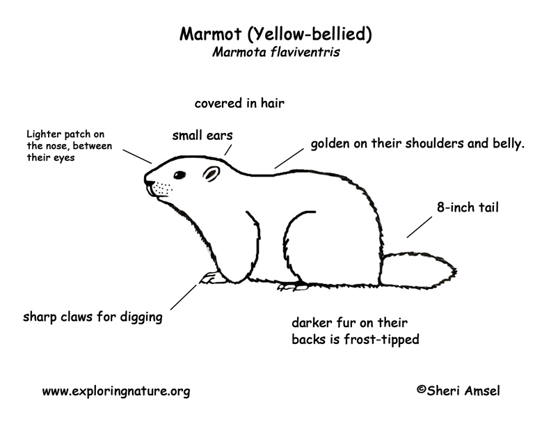 yellow bellied marmot coloring pages - photo #3