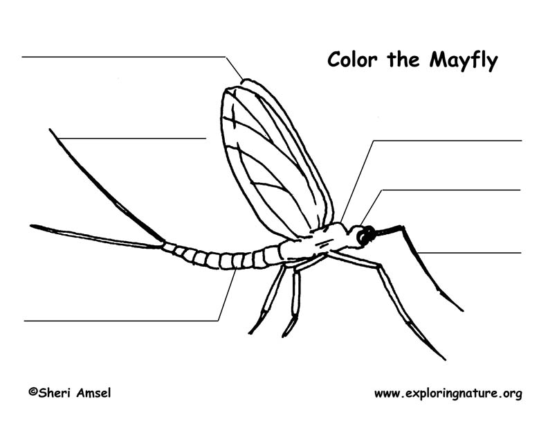 Mayfly Labeling Page